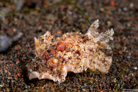 Carminodoris sp.1 (Carminodoris sp.1)