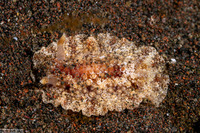 Carminodoris sp.1 (Carminodoris sp.1)