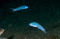 Ptereleotris hanae (Threadfin Dartfish)