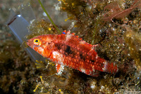 Oxycheilinus orientalis (Oriental Wrasse)