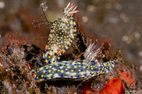 Hypselodoris confetti (Confetti Hypselodoris)