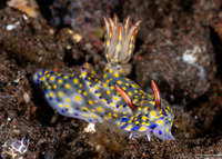 Hypselodoris confetti (Confetti Hypselodoris)