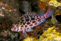 Cirrhitichthys oxycephalus (Pixy Hawkfish)