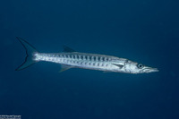 Sphyraena qenie (Blackfin Barracuda)