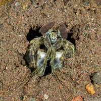 Lysiosquilla maculata (Tiger Mantis)