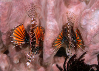 Dendrochirus zebra (Zebra Lionfish)