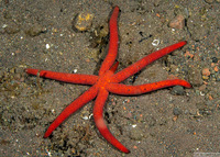 Echinaster luzonicus (Luzon Sea Star)