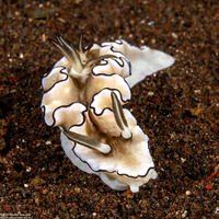 Doriprismatica atromarginata (Dark Margin Glossodoris)