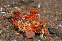 Scorpaenopsis venosa (Raggy Scorpionfish)