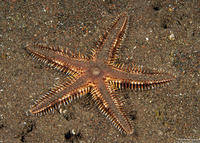 Astropecten andersoni (Comb Sea Star)