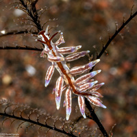 Eubranchus sp.2 (Brown-Stripe Eubranchus)