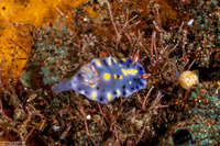 Hypselodoris roo (Roo Hypselodoris)