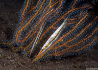 Centriscus scutatus (Rigid Shrimpfish)