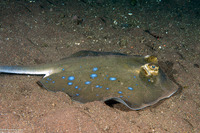 Neotrygon kuhlii (Blue-Spotted Stingray)