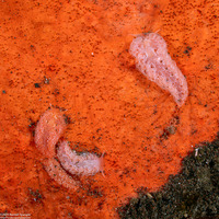 Noumeaella sp.1 (Red Sponge Noumeaella)