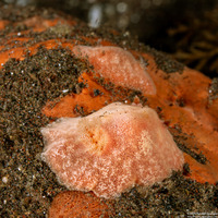 Platydoris sp.1 (Pink Platydoris)