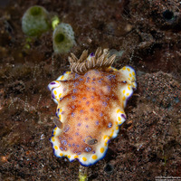 Goniobranchus collingwoodi (Collingwood’s Nudibranch)