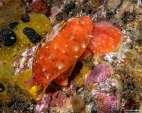 Contradusta bregeriana (Breger's Cowry)