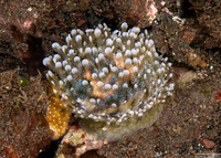 Cypraea tigris (Tiger Cowry)