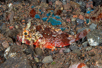 Sebastapistes strongia (Barchin Scorpionfish)