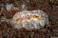 Carminodoris bifurcata (Bifurcate Carminodoris)