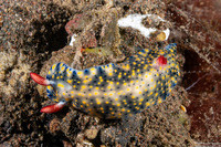 Hypselodoris infucata (Fire Hypselodoris)