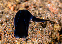 Mariaglaja tsurugensis (Black Chelidonura)