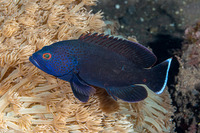 Epinephelus areolatus (Areolate Grouper)