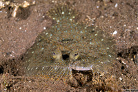 Bothus pantherinus (Panther Flounder)