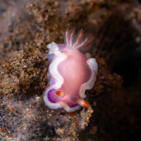 Thorunna halourga (Sea-Purple Thorunna)