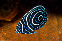 Pomacanthus imperator (Emperor Angelfish)