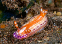 Hypselodoris paradisa (Paradise Hypselodoris)