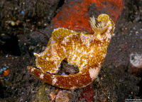 Ceratosoma tenue (Many-Lobed Ceratosoma)