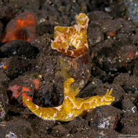 Ceratosoma tenue (Many-Lobed Ceratosoma)