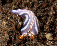 Thuridilla albopustulosa (White-Bump Sapsucking Slug)