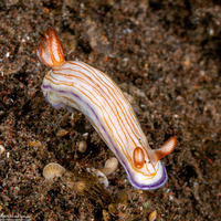 Hypselodoris katherinae (Katherina’s Hypselodoris)