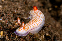 Hypselodoris katherinae (Katherina’s Hypselodoris)