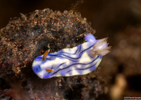 Hypselodoris zephyra (Zephyra Hypselodoris)