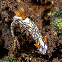 Hypselodoris zephyra (Zephyra Hypselodoris)