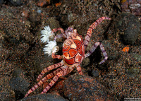 Lybia tesselata (Mosaic Boxer Crab)