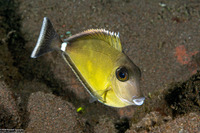 Naso annulatus (Whitemargin Unicornfish)