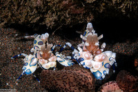 Hymenocera picta (Harlequin Shrimp)