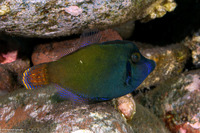 Pervagor janthinosoma (Blackbar Filefish)