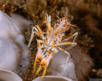 Phyllognathia ceratophthalma (Spiny Tiger Shrimp)