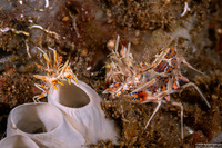 Phyllognathia ceratophthalma (Spiny Tiger Shrimp)