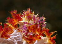 Hoplophrys oatesii (Soft Coral Crab)