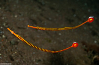 Dunckerocampus pessuliferus (Yellowbanded Pipefish)