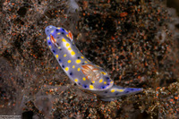 Hypselodoris roo (Roo Hypselodoris)