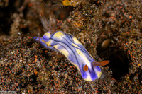 Hypselodoris zephyra (Zephyra Hypselodoris)