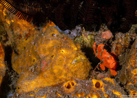 Antennarius pictus (Painted Frogfish)